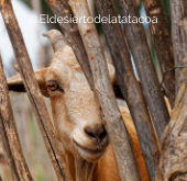 Animales de la región