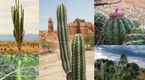 El Desierto de La Tatacoa y sus Mágicos Cactus