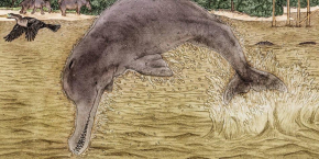 En La Tatacoa hallan fósil de un Delfín de hace 13 millones de años