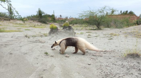 Avistamiento de Oso Hormiguero en el desierto de la Tatacoa