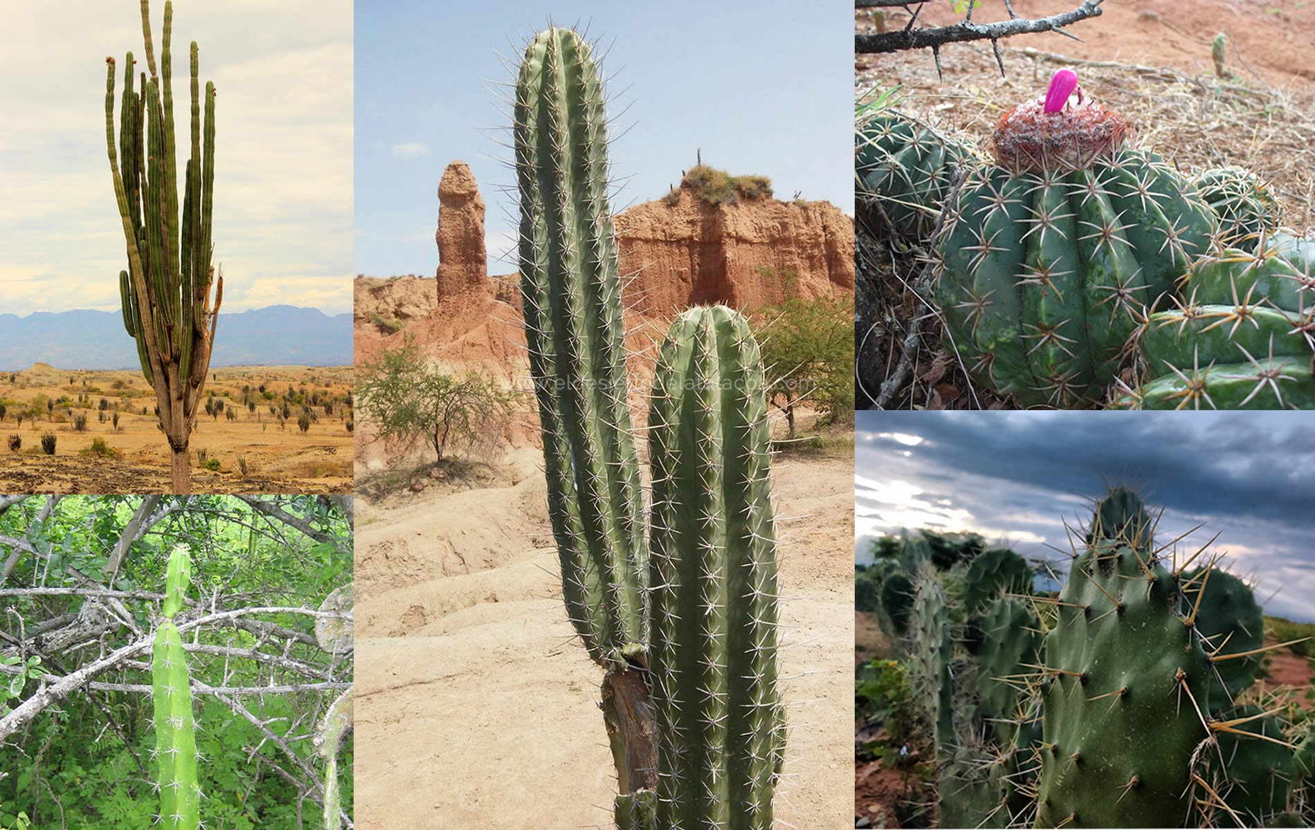 El Desierto de La Tatacoa y sus Mágicos Cactus