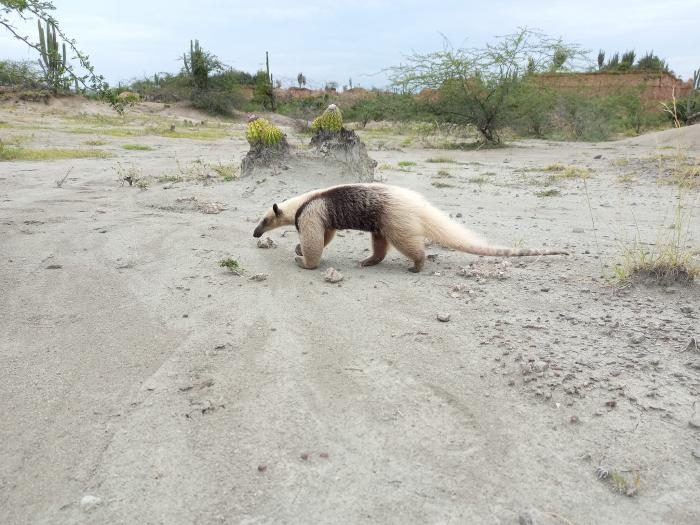 Avistamiento de Oso Hormiguero en el desierto de la Tatacoa